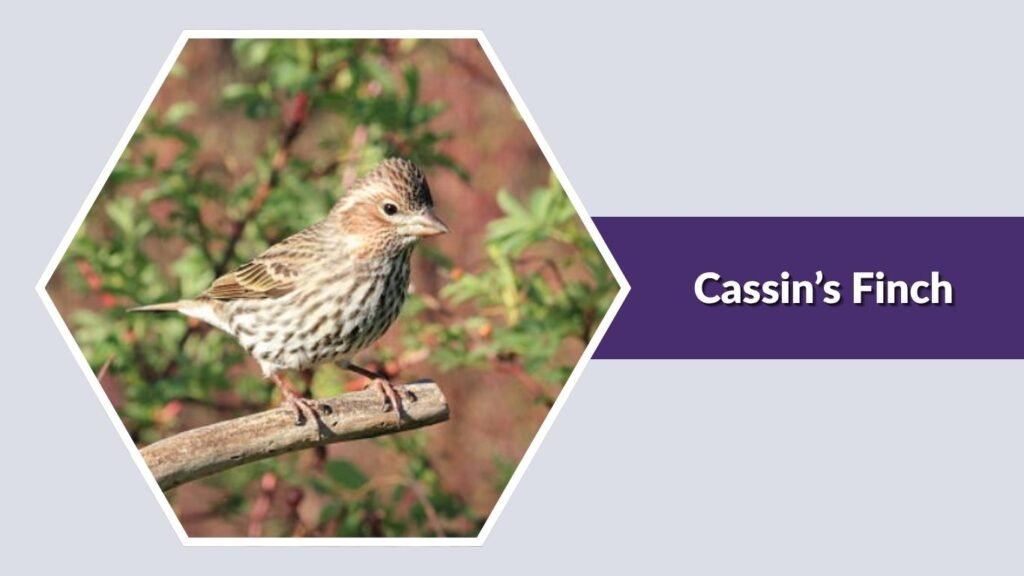  Cassin’s Finch