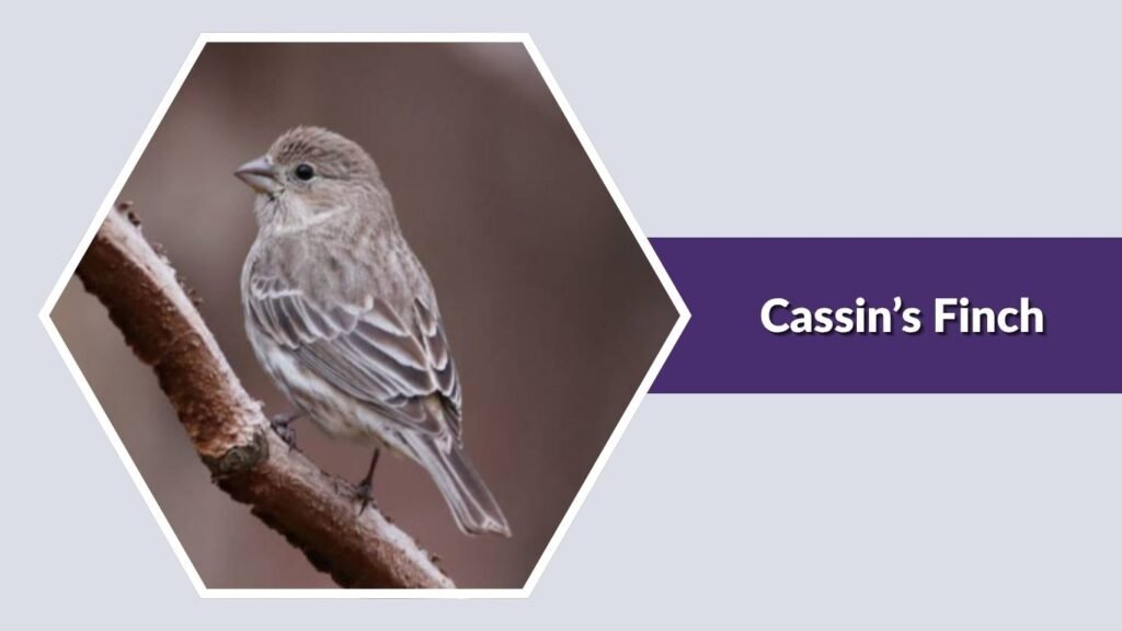  Cassin’s Finch