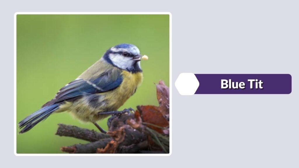Blue Tit