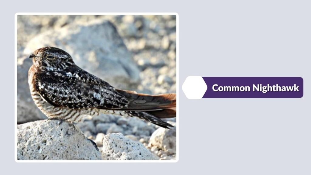 Common Nighthawk