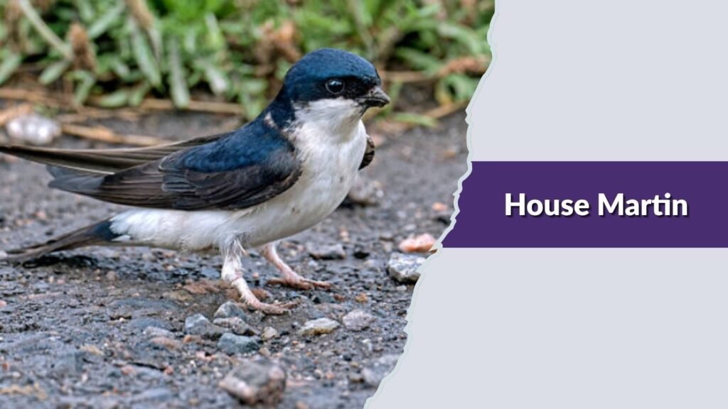  House Martin
