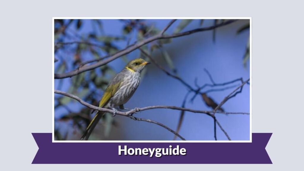  Honeyguide