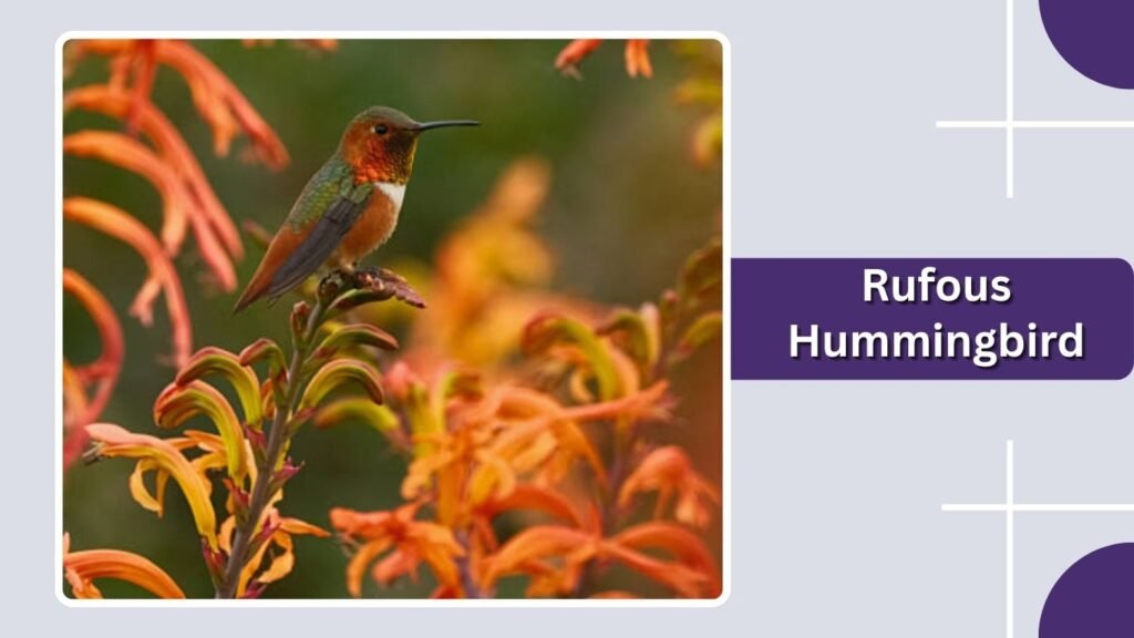 Rufous Hummingbird