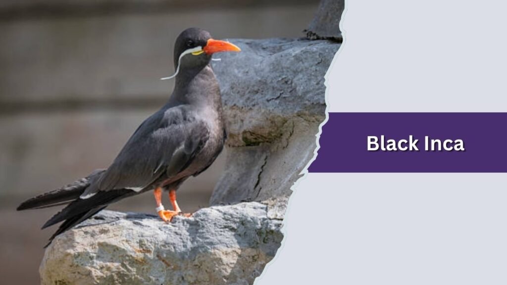 Black Inca