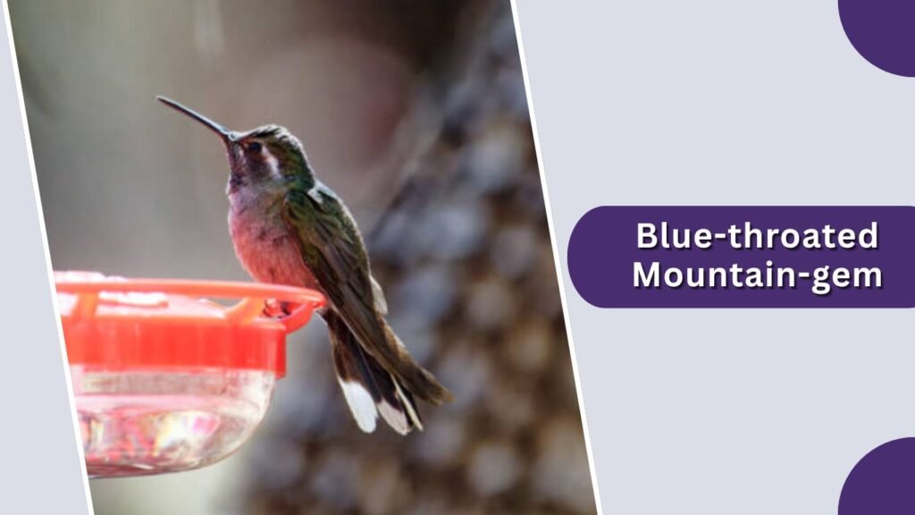 Blue-throated Mountain-gem