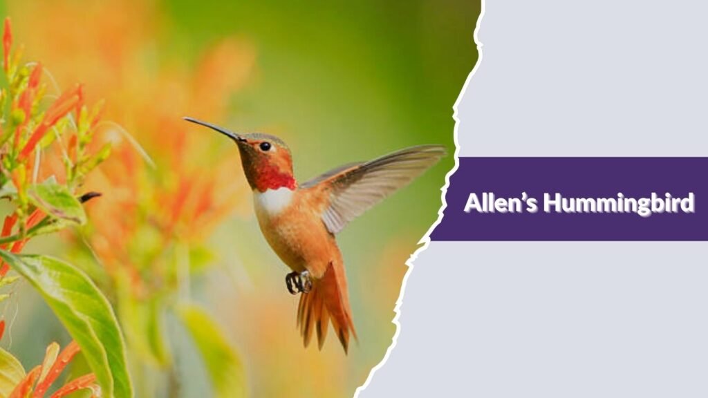 Allen’s Hummingbird