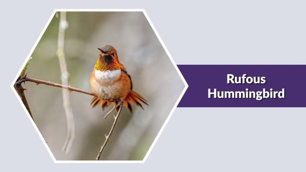 Rufous Hummingbird