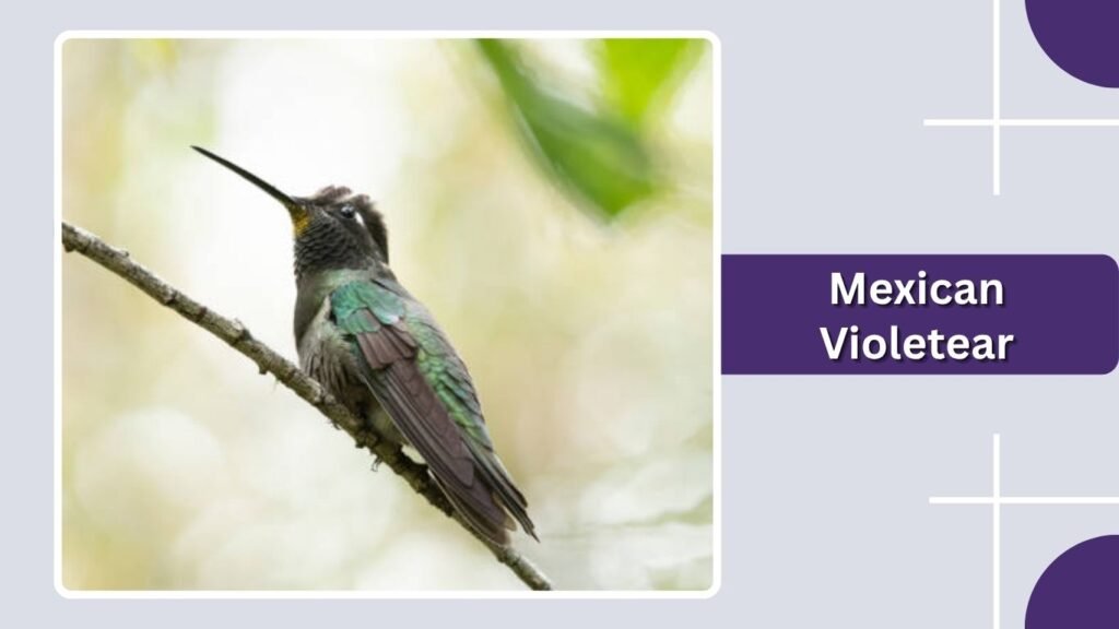 Mexican Violetear