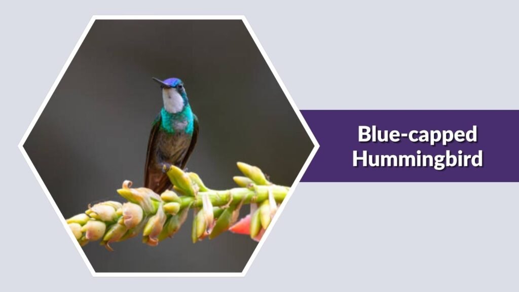  Blue-capped Hummingbird