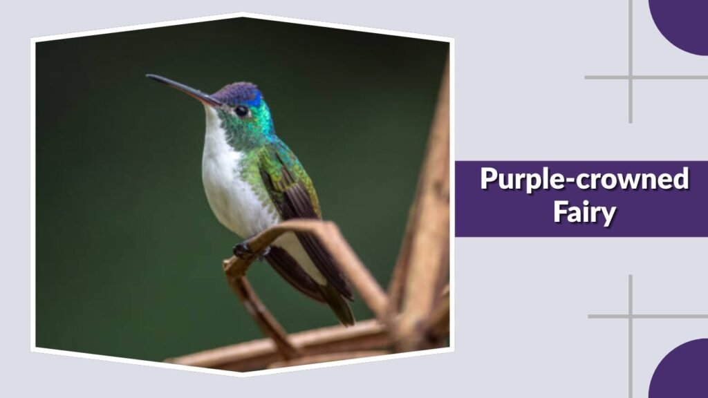  Purple-crowned Fairy