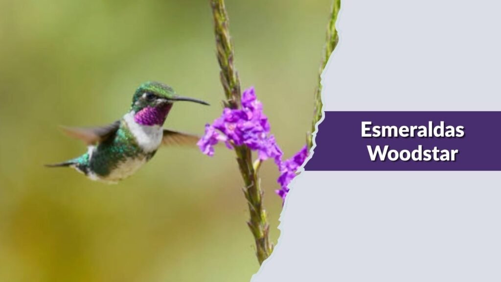 Esmeraldas Woodstar