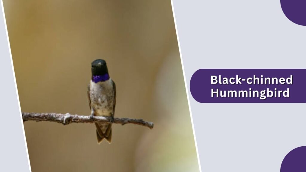 Black-chinned Hummingbird