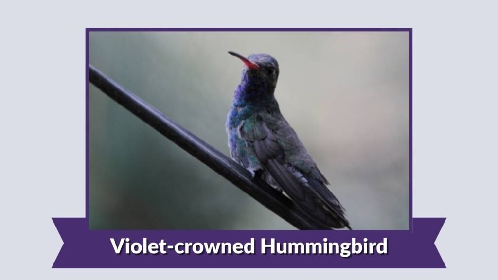 Violet-crowned Hummingbird