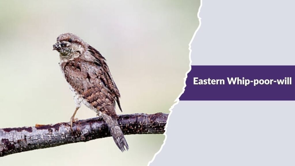  Eastern Whip-poor-will