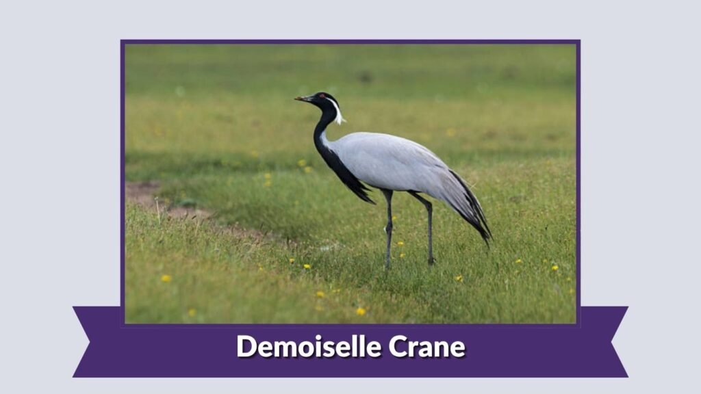 Demoiselle Crane