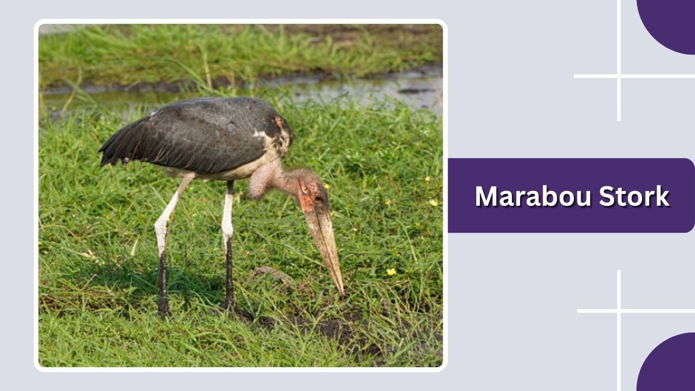 20 Types of Stork Birds: Identification Guide