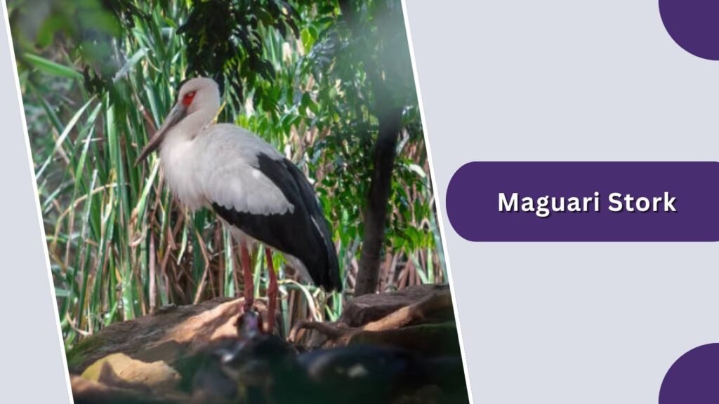 Maguari Stork