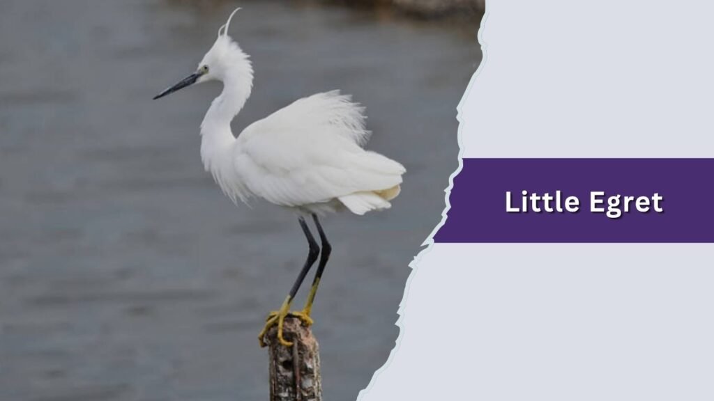  Little Egret