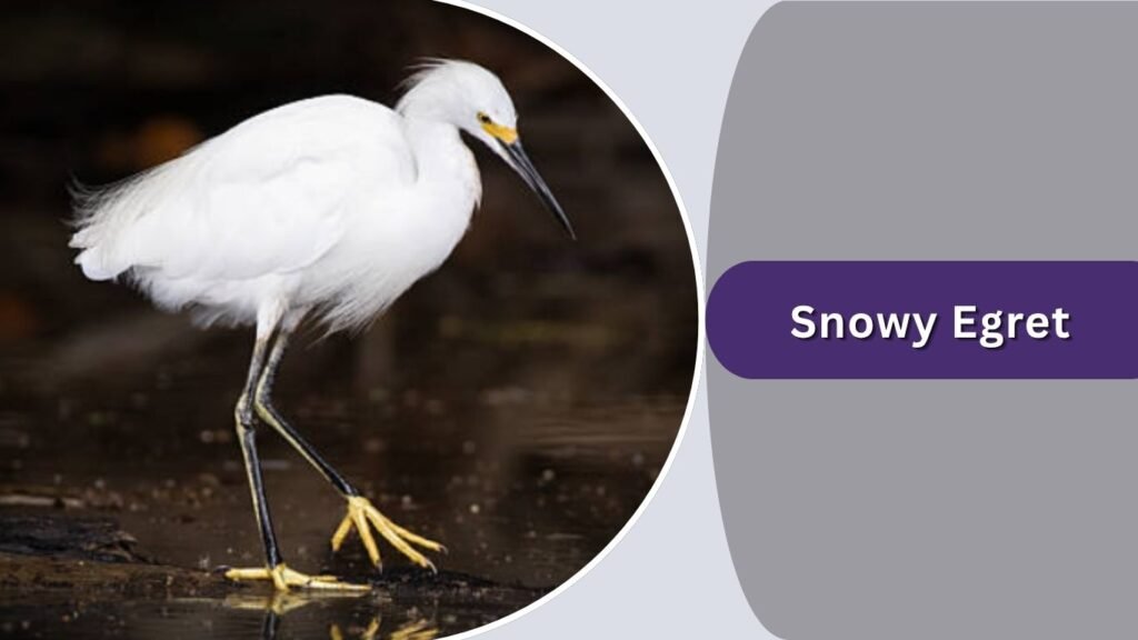  Snowy Egret