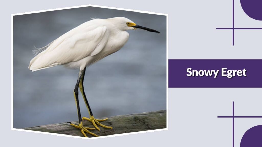 Snowy Egret