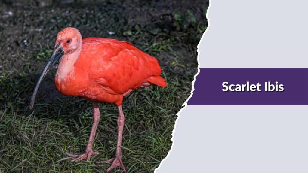  Scarlet Ibis