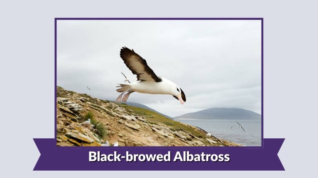  Black-browed Albatross