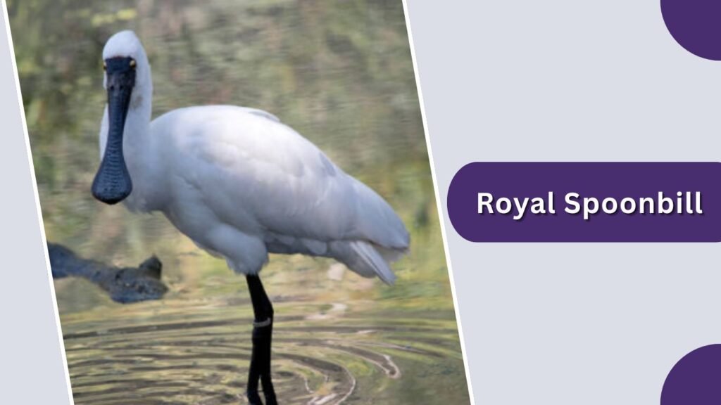 Royal Spoonbill