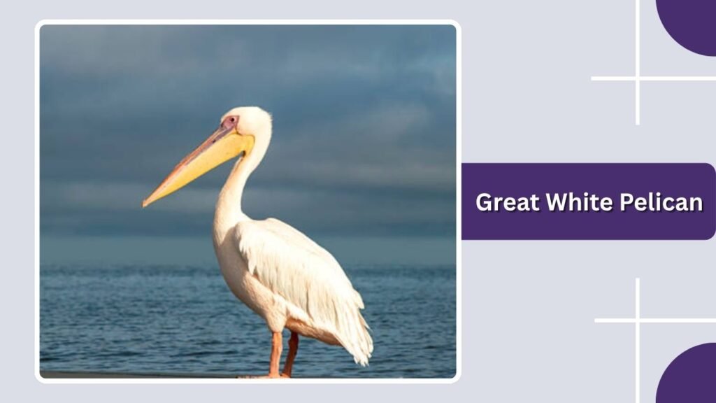 Great White Pelican