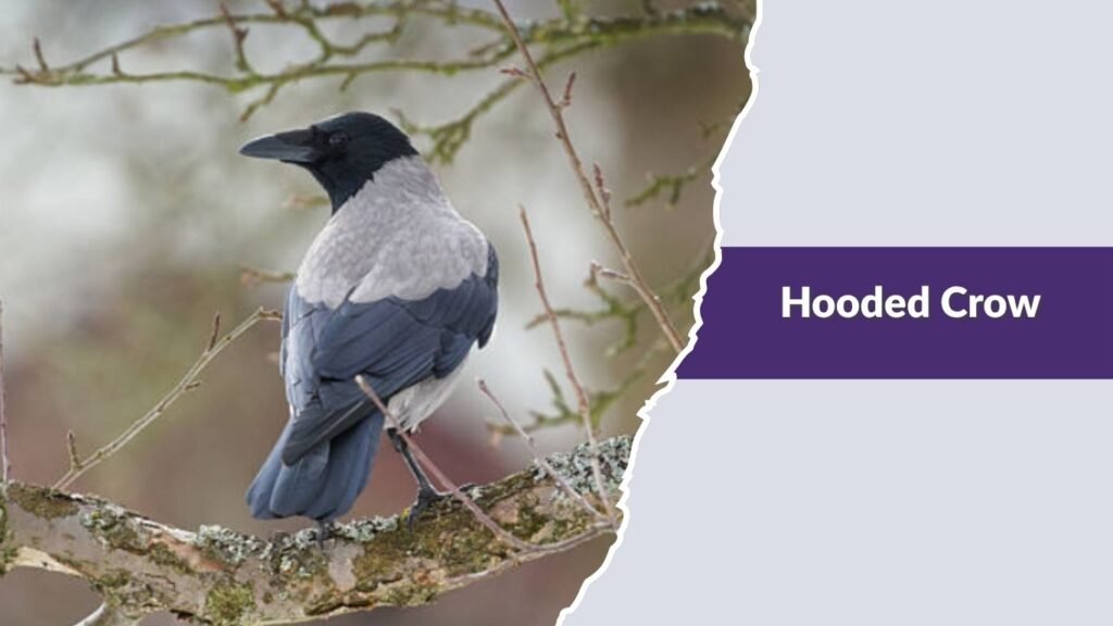 Hooded Crow