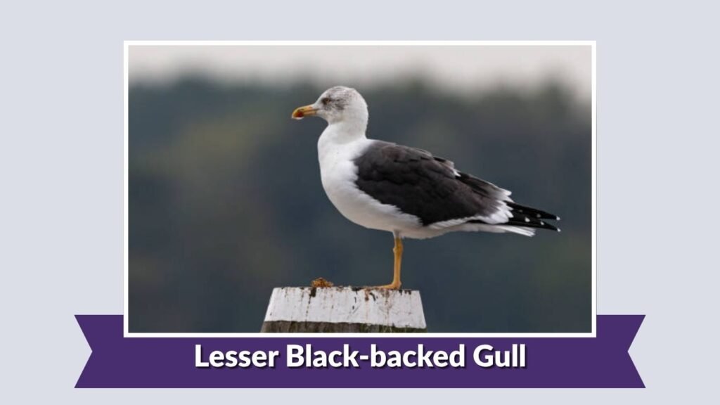 Lesser Black-backed Gull
