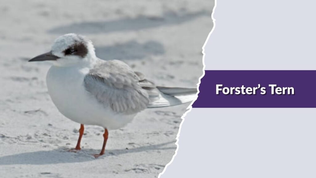  Forster’s Tern