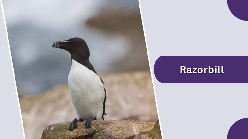 Razorbill