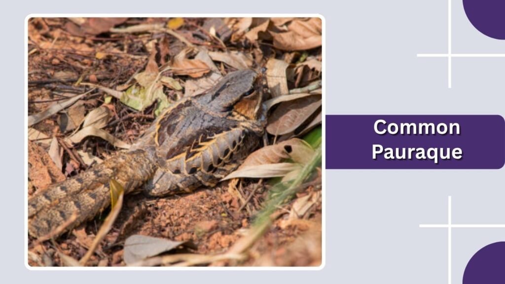 Common Pauraque