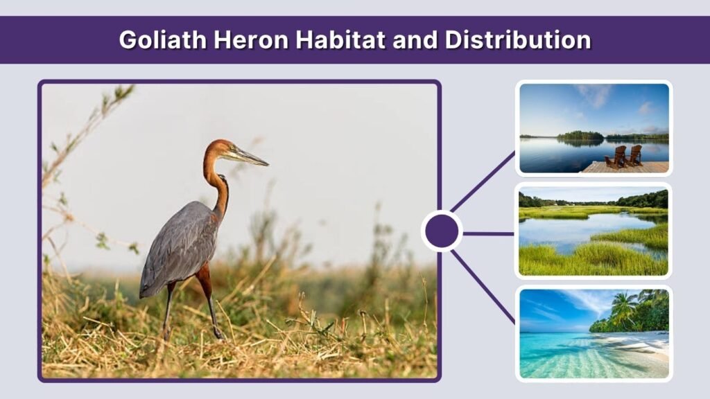 Goliath Heron Habitat and Distribution