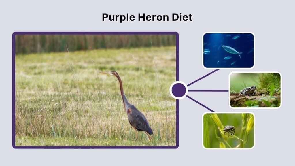 Purple Heron Diet