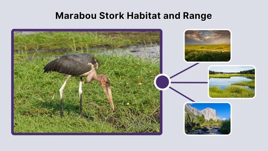 Marabou Stork Habitat and Range