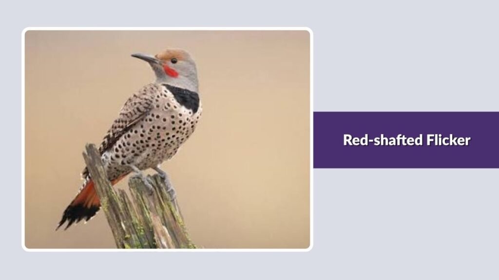 Red-shafted Flicker