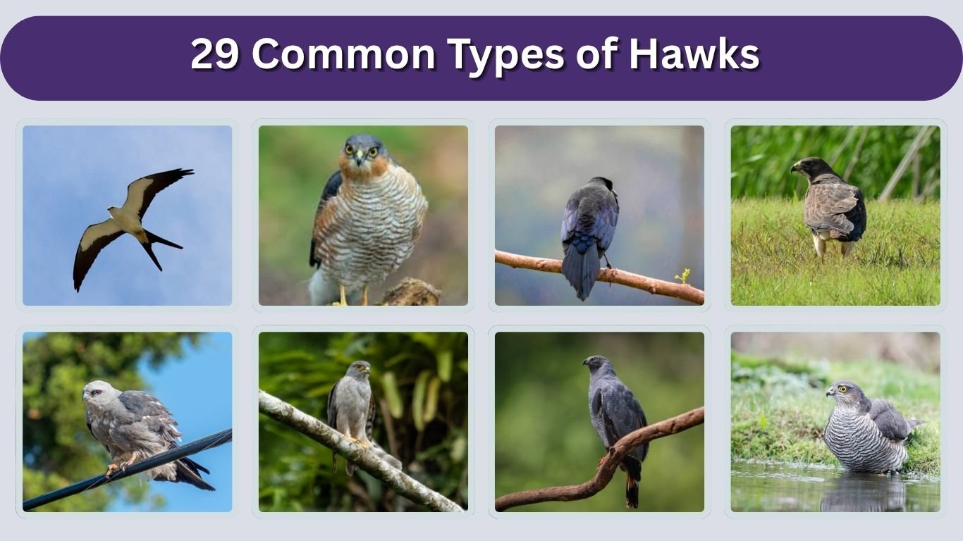 29 Common Types of Hawks: Size, Diet, Habitat, Speed & ID With Pictures 