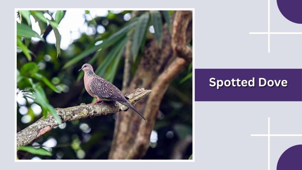 Spotted Dove