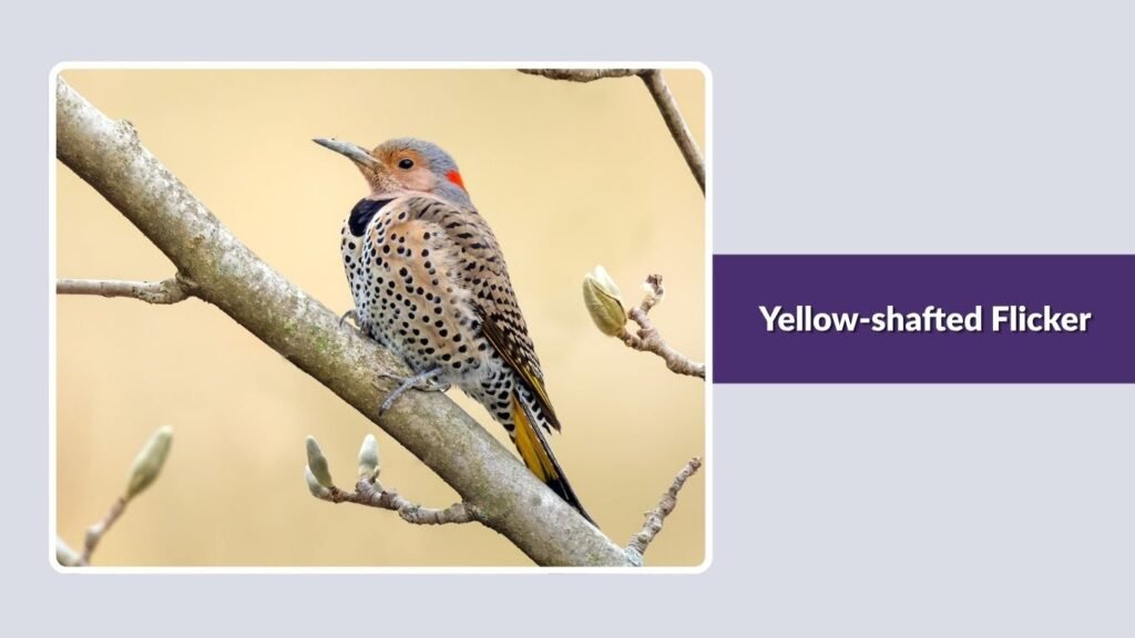 Yellow-shafted Flicker
