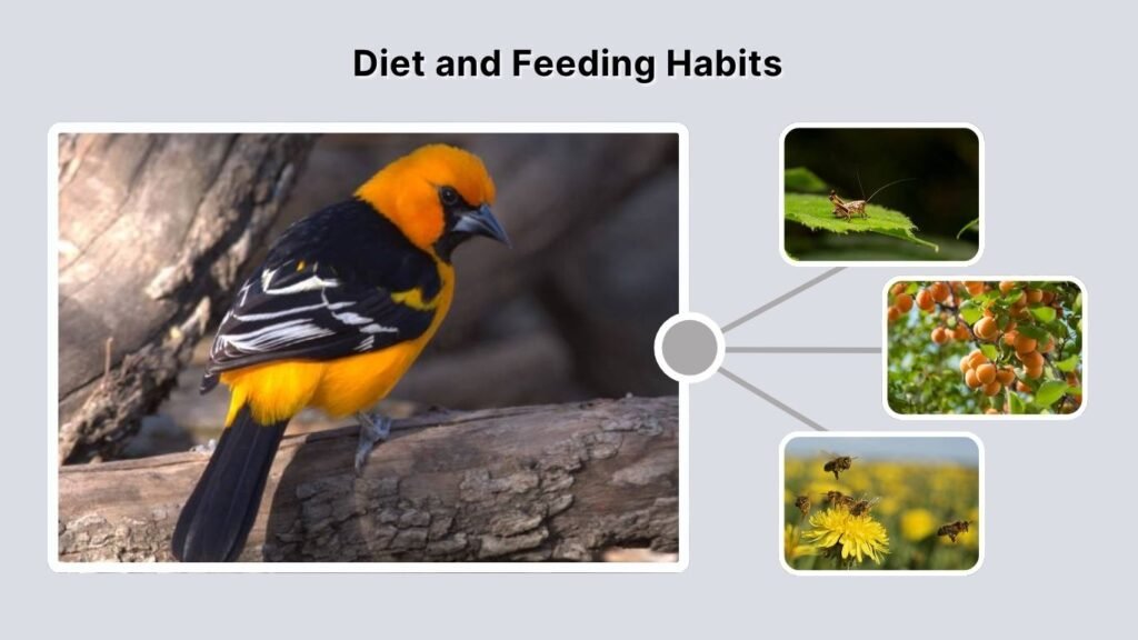 Diet and Feeding Habits