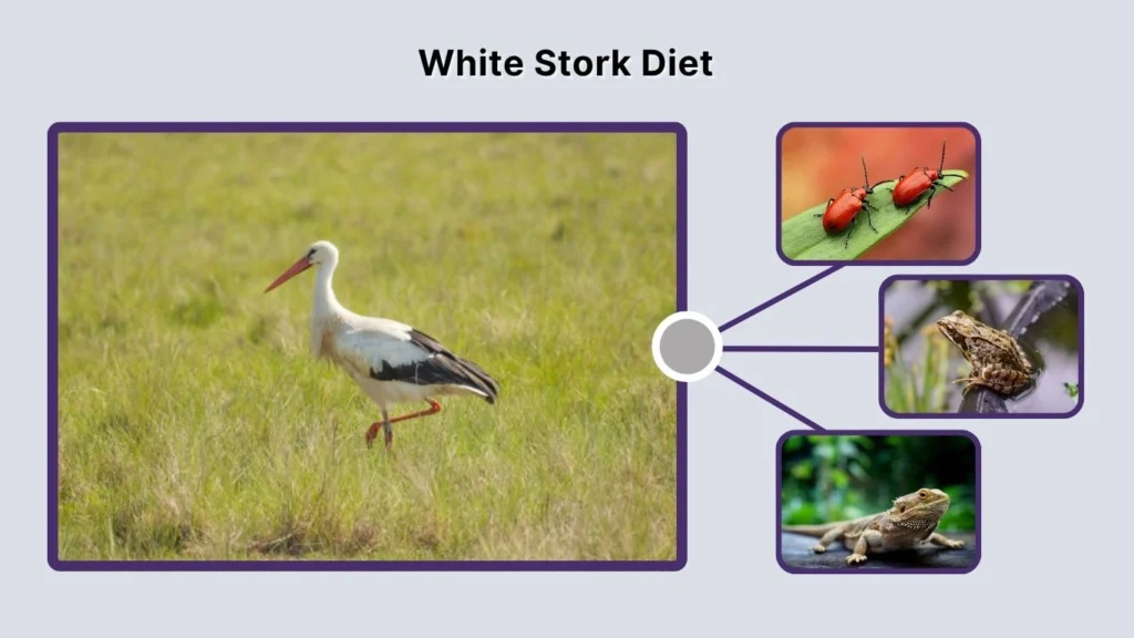 White Stork Diet