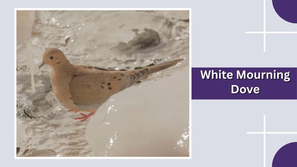  White Mourning Dove