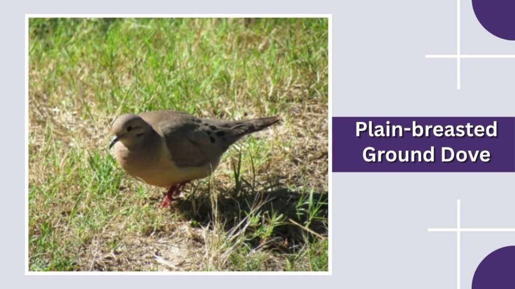Plain-breasted Ground Dove