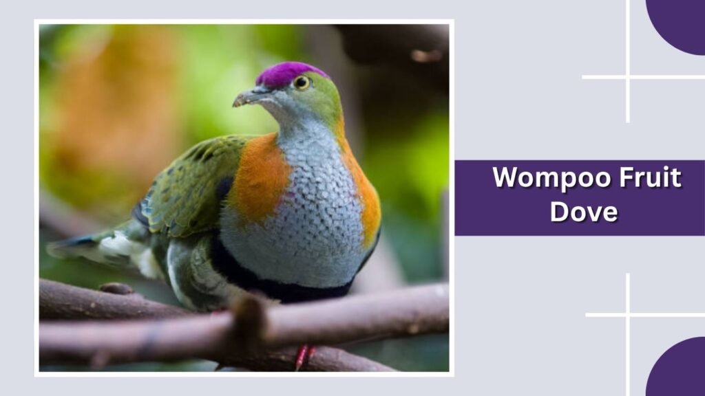 Wompoo Fruit Dove
