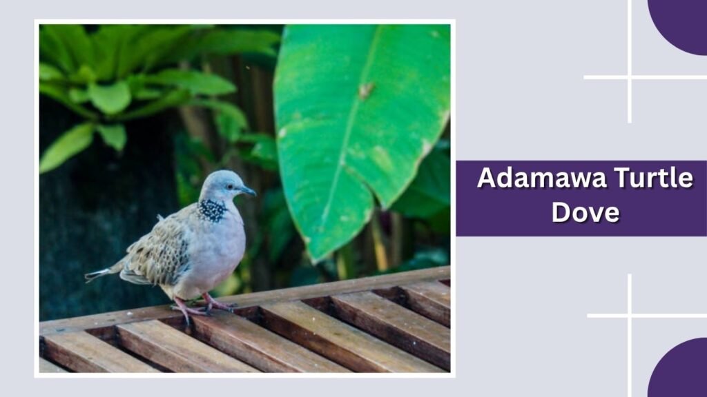 Adamawa Turtle Dove