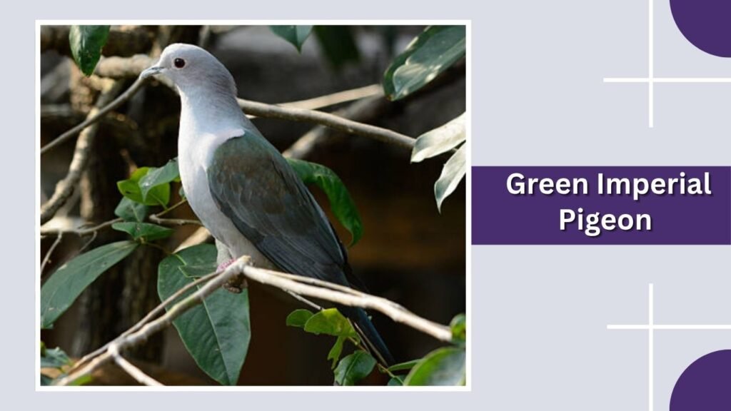 . Green Imperial Pigeon