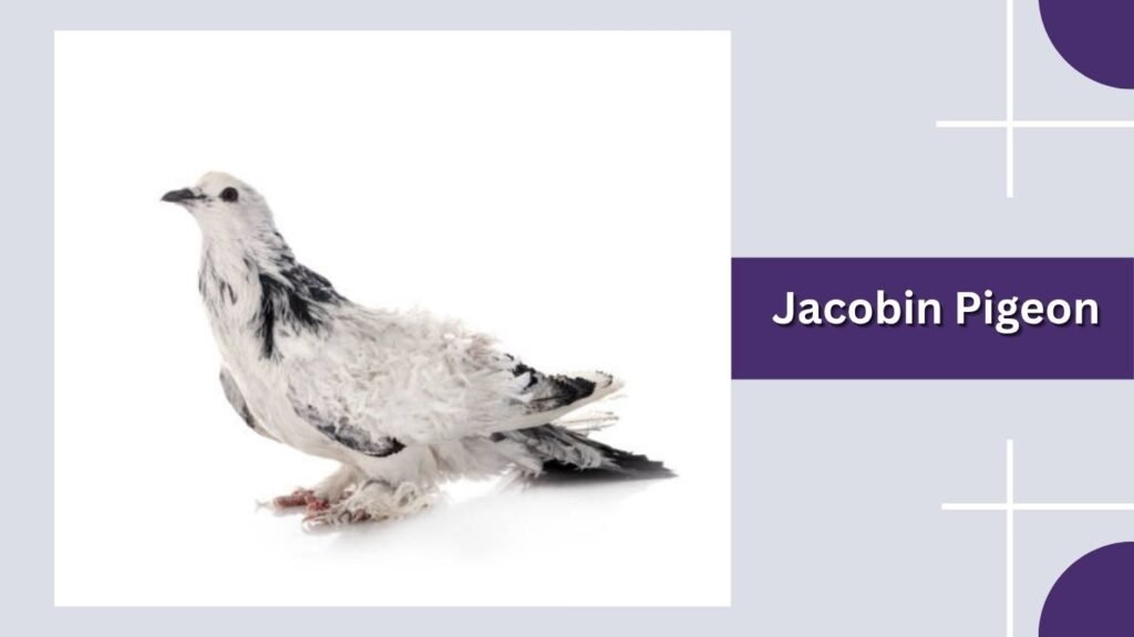 Jacobin Pigeon