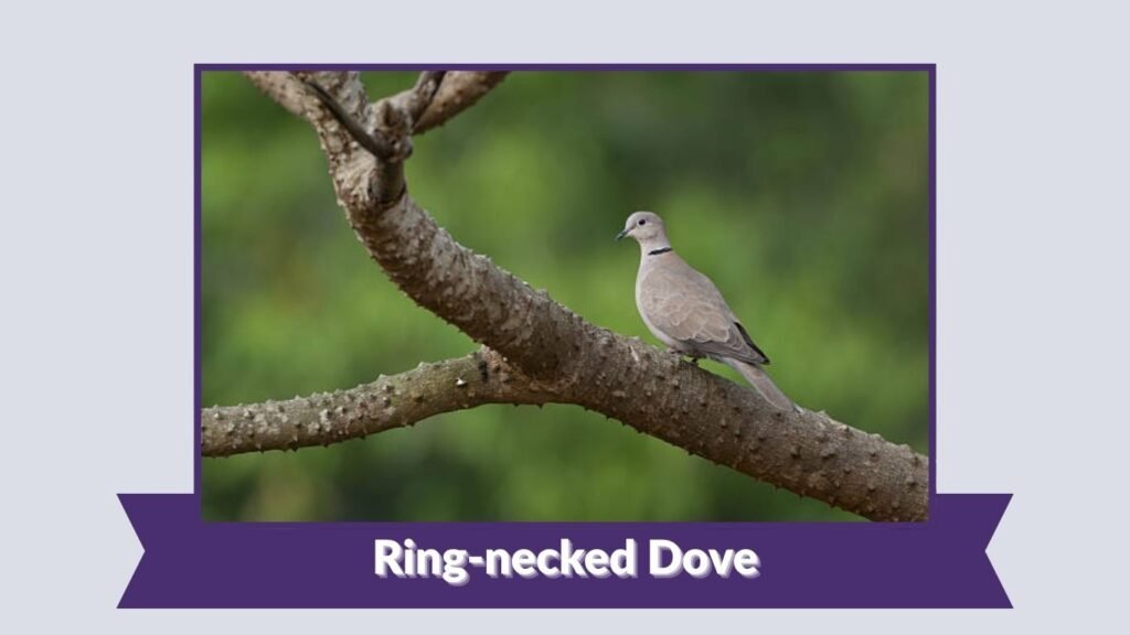 Ring-necked Dove