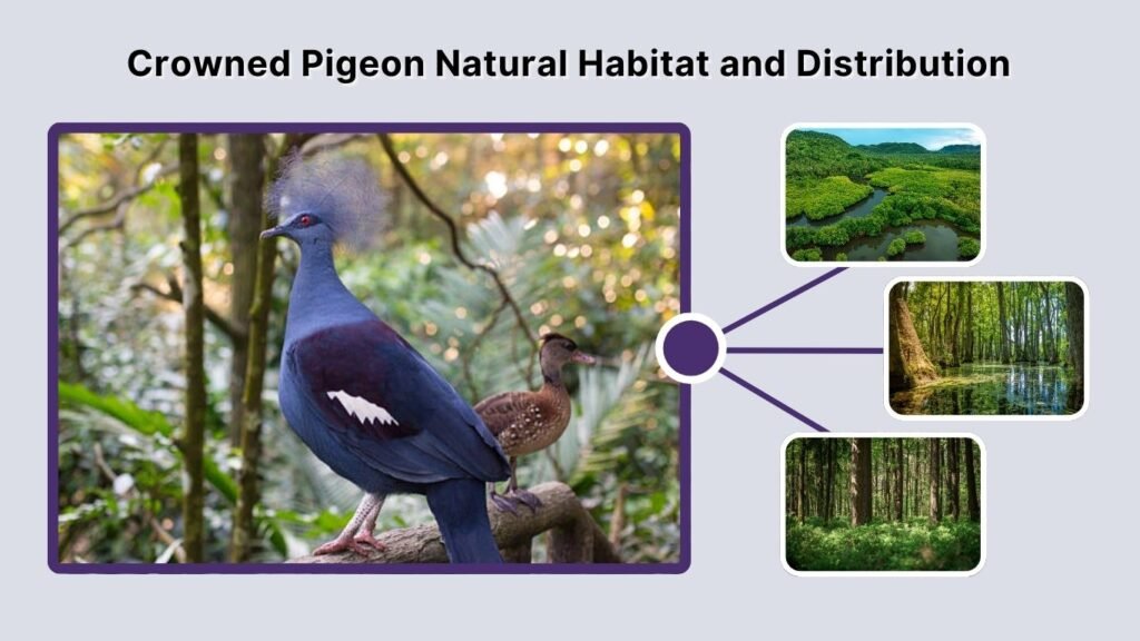 Crowned Pigeon Natural Habitat and Distribution